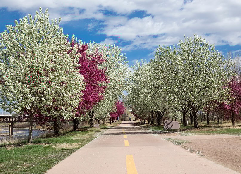 Crabapple Tress in Bloom