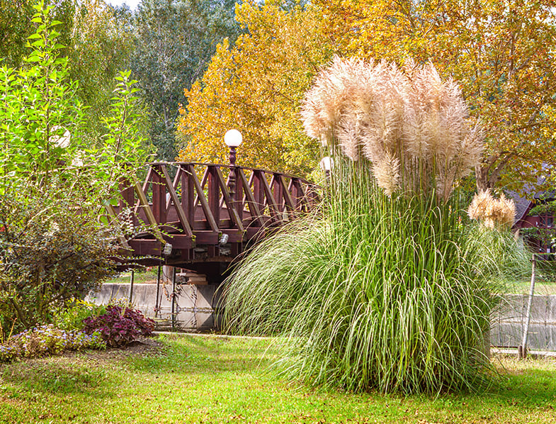 blooming pampas grass