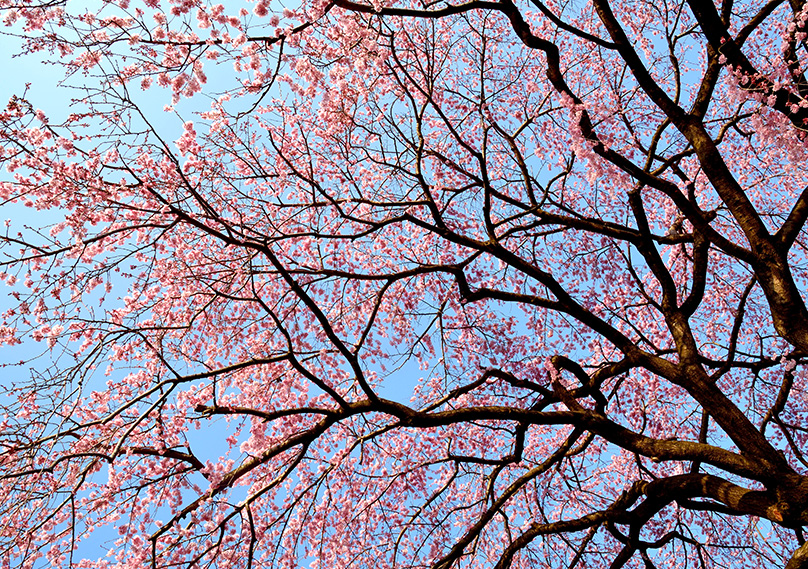 Cherry Blossom