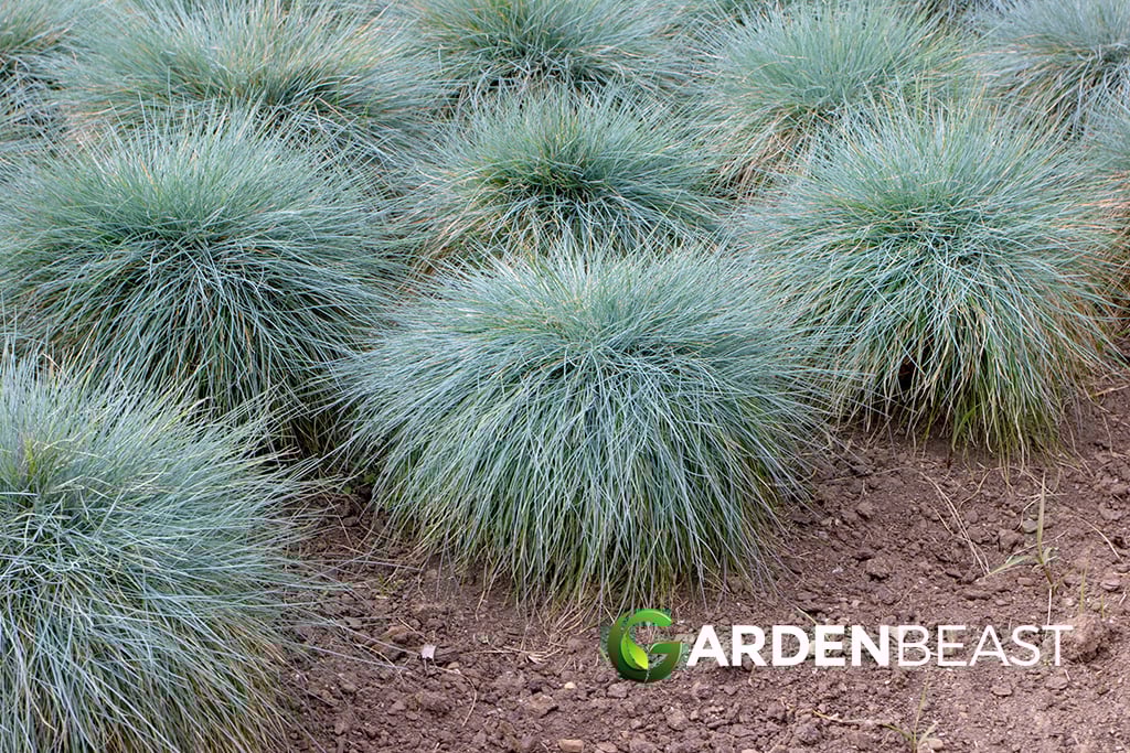 Blue fescue