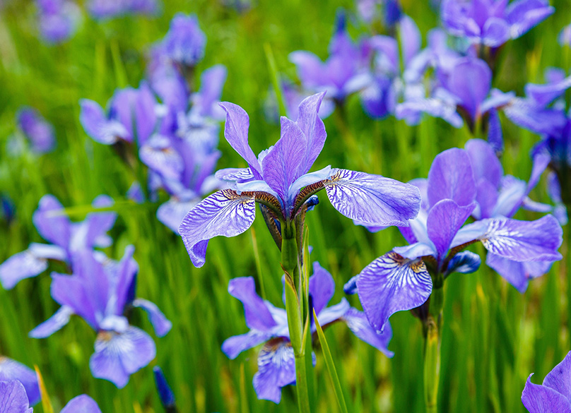 Blue Iris