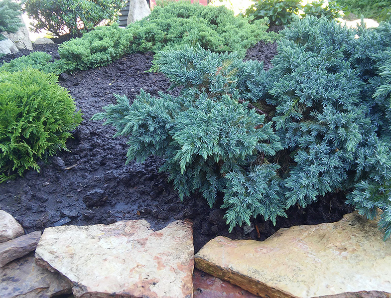 Blue Star Juniper