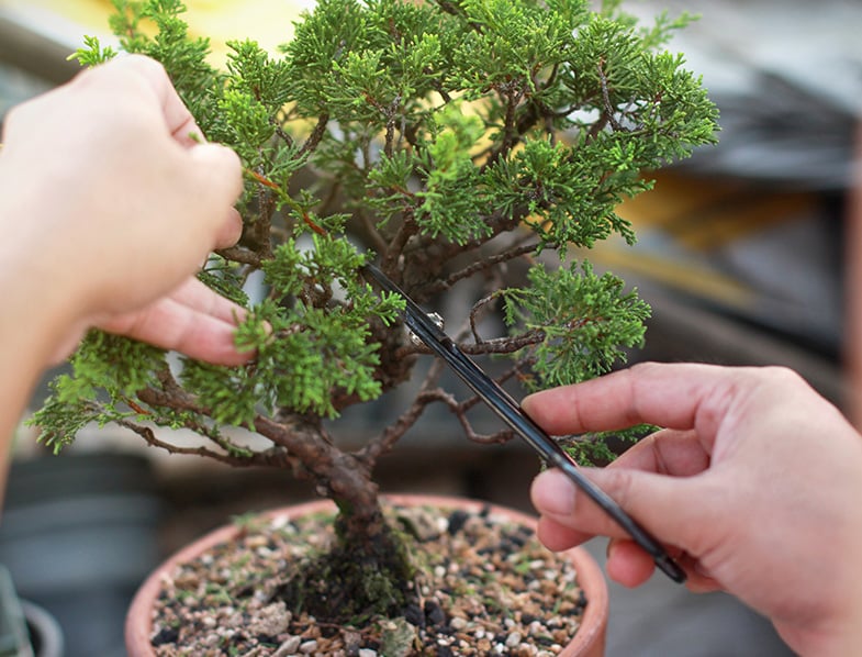 Bonsai Tree