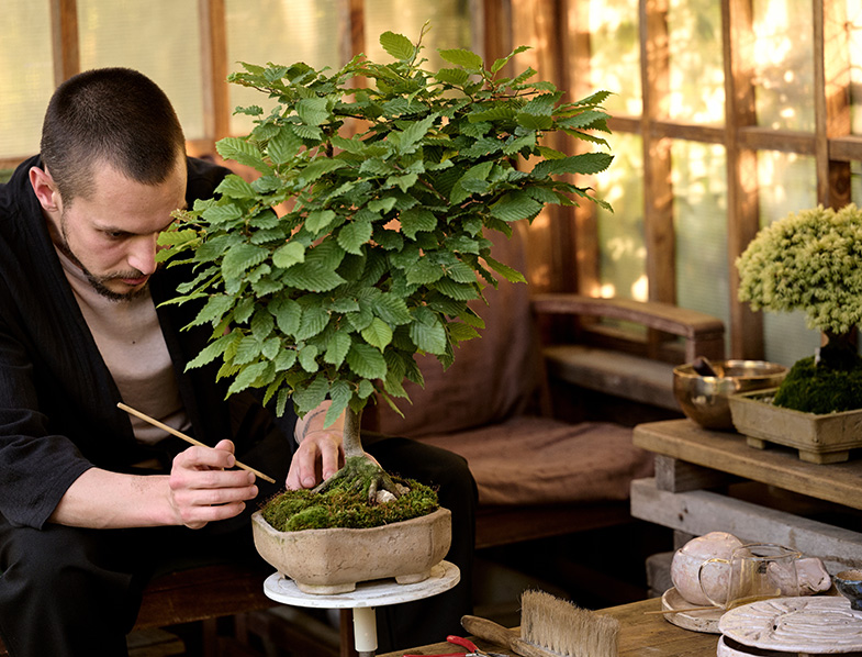 Maintaining A Bonsai Tree