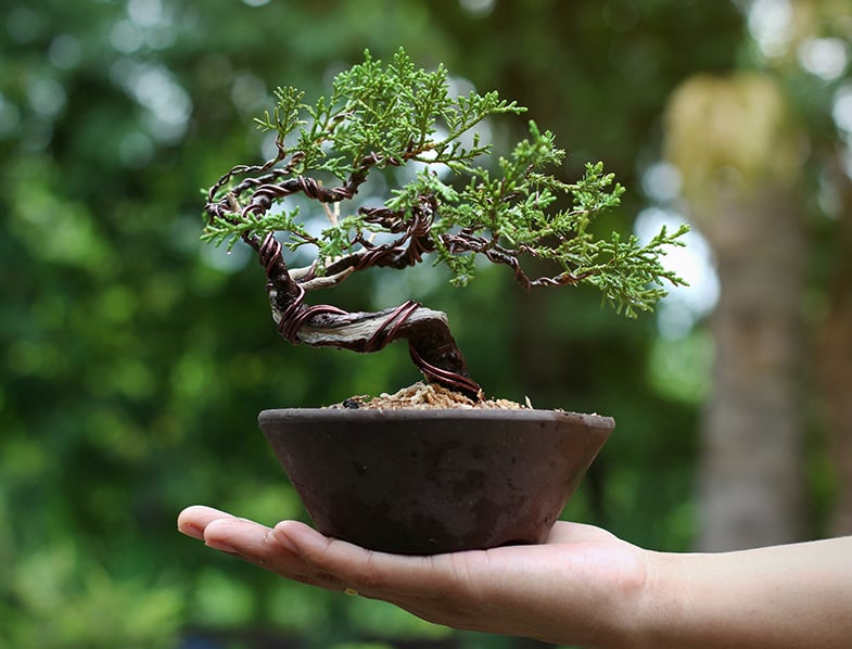 Bonsai Tree