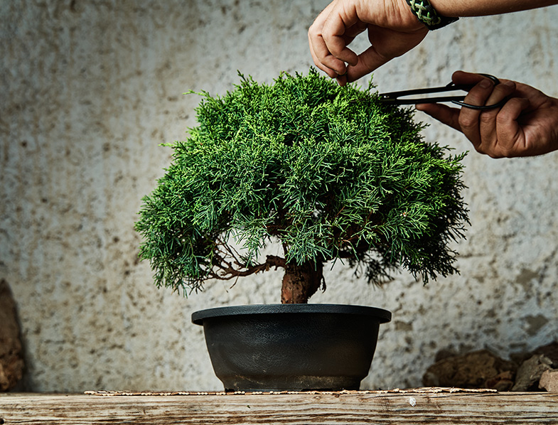 Pruning A Bonsai