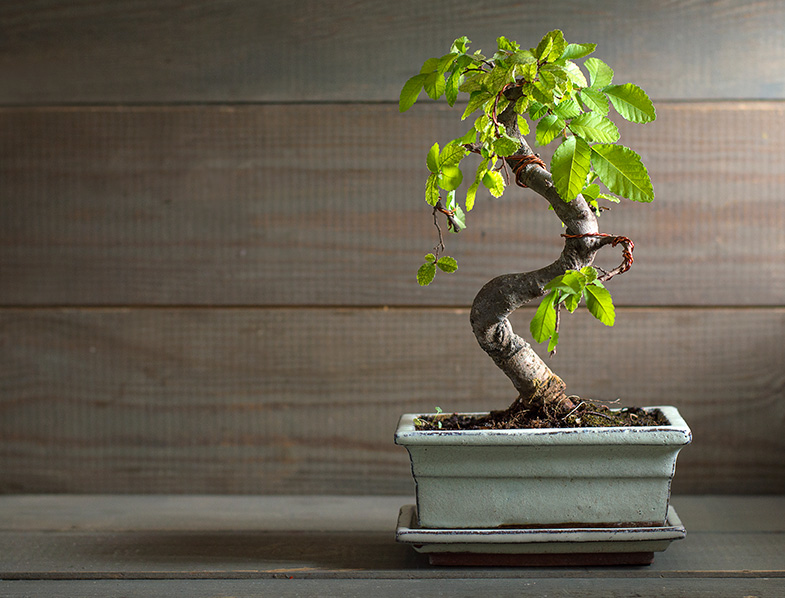 Bonsai Tree