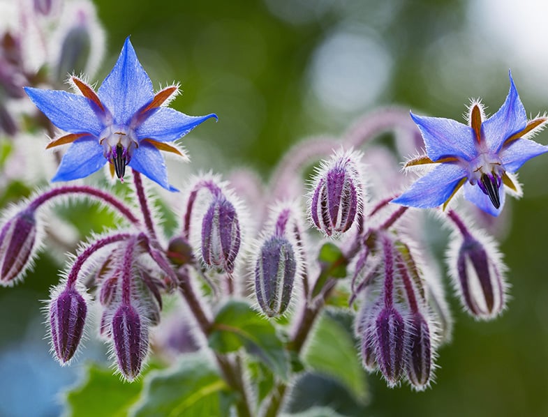 Borage
