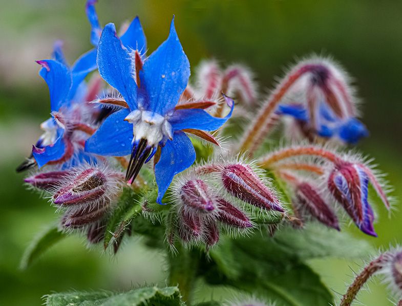 Borage