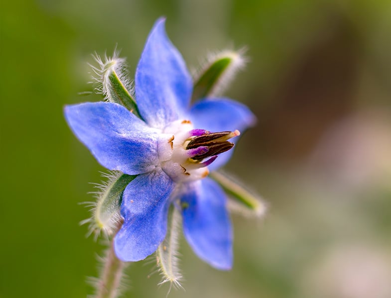 Borage