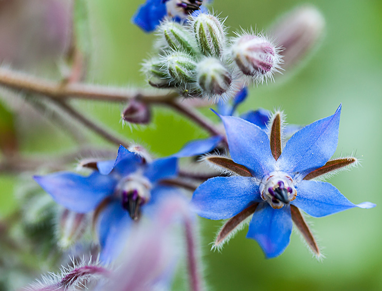 Borage