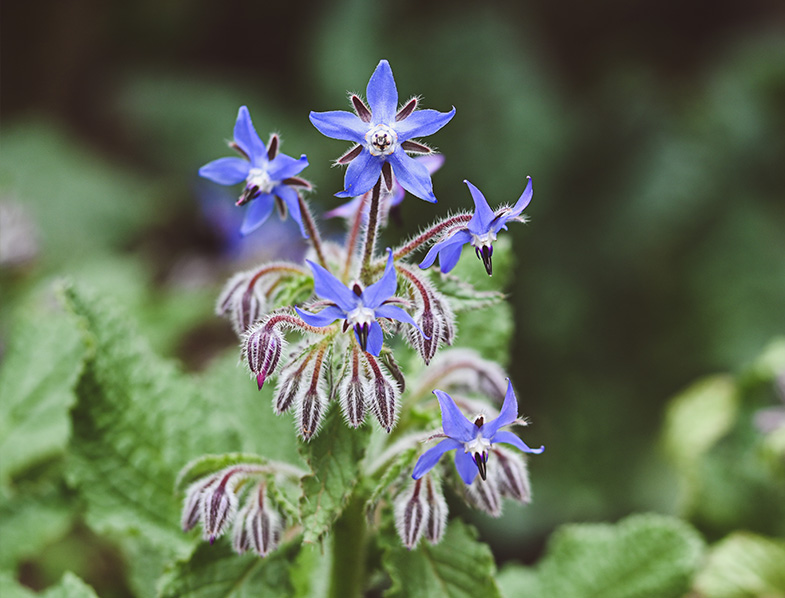 Borage