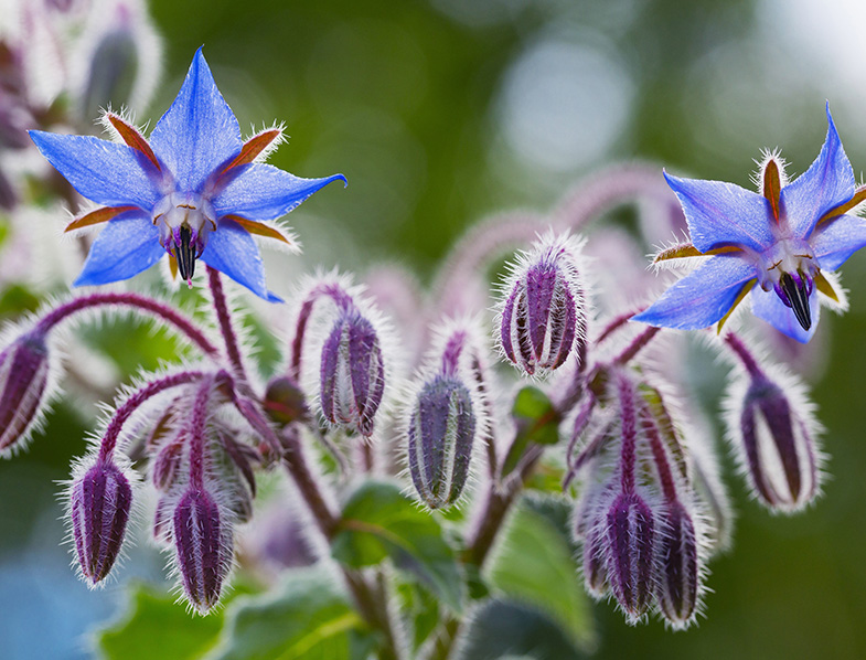 Borage