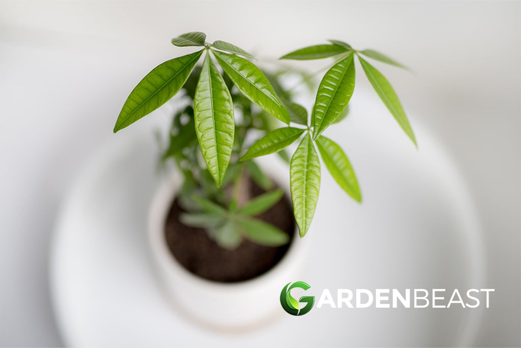 Braided Money Tree