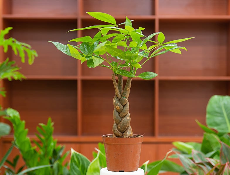 Braided Money Tree