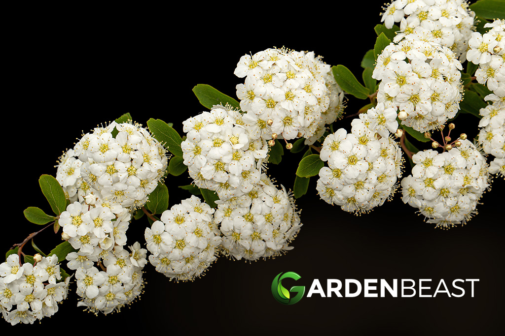 Bridal Wreath Shrub