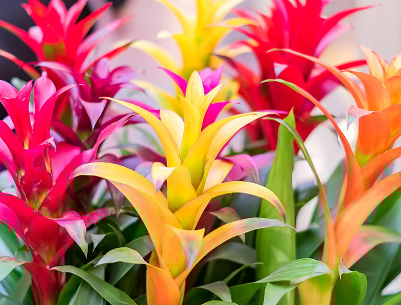 Bromeliads