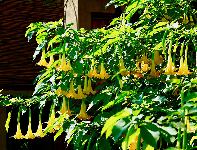 Brugmansia