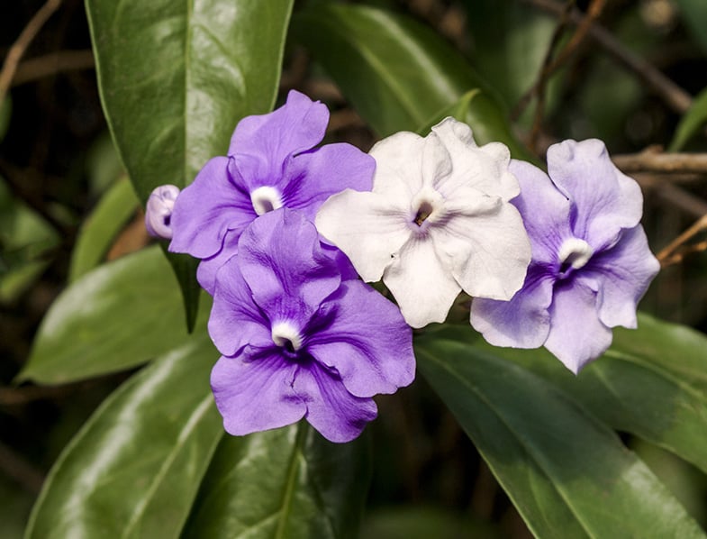 Brunfelsia Plant