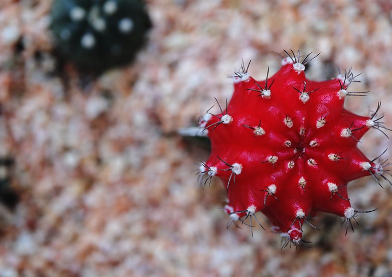 Gymnocalycium mihanovichii