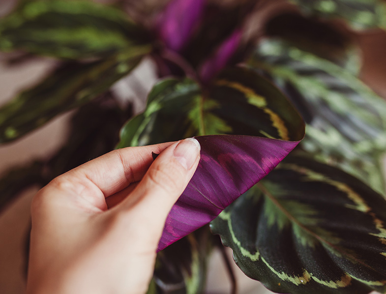 Calathea Medallion