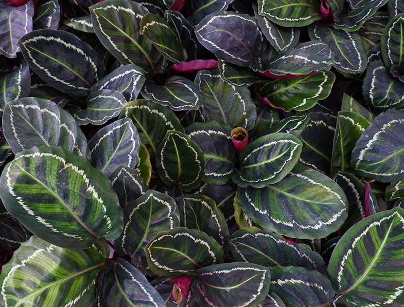 Calathea Medallion