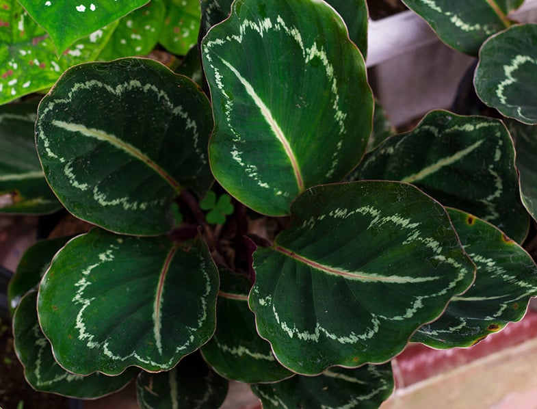Calathea Medallion