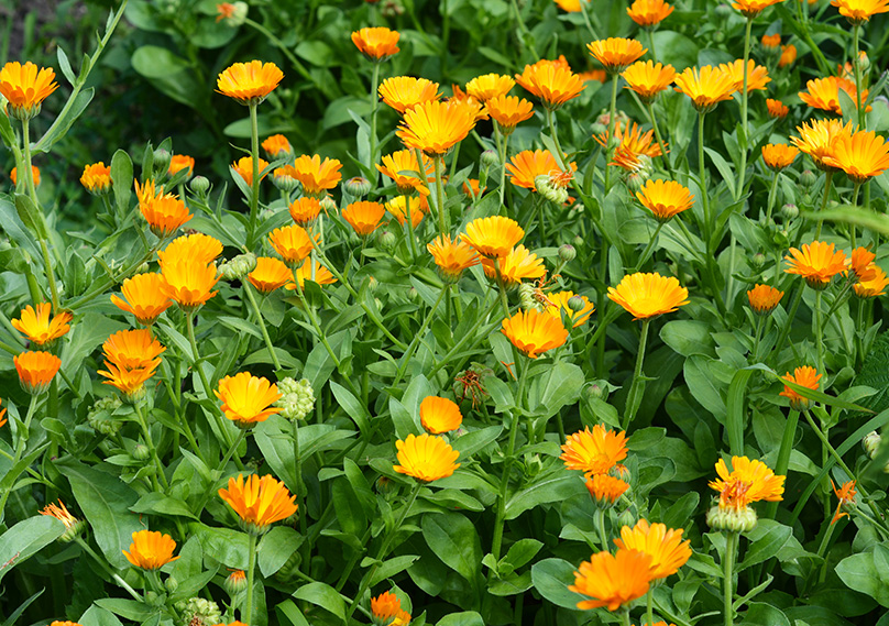Calendula