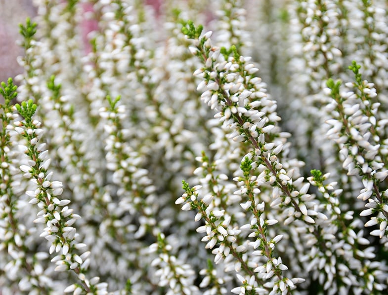 Calluna Vulgaris