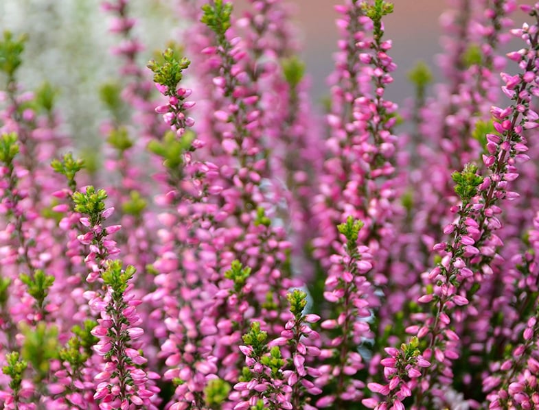 Calluna Vulgaris