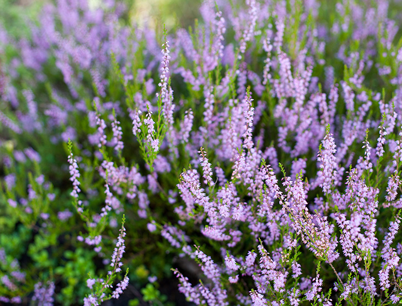 Calluna Vulgaris