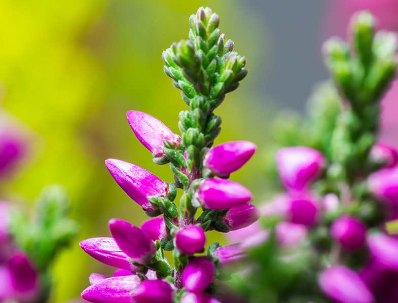 Calluna Vulgaris