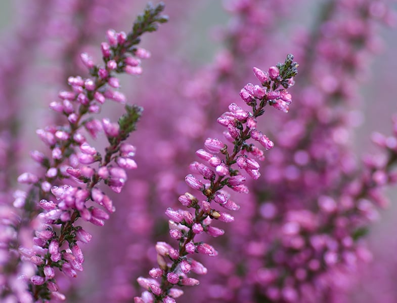 Calluna Vulgaris