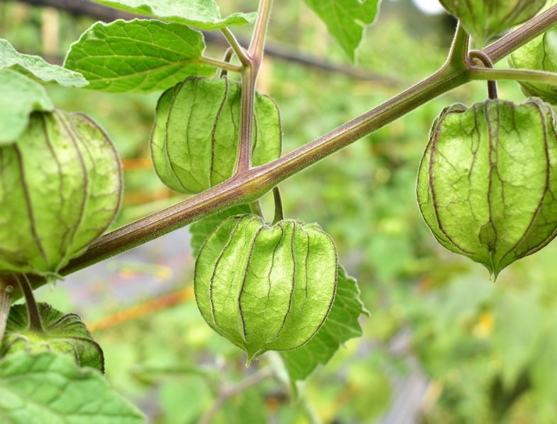 Cape Gooseberry