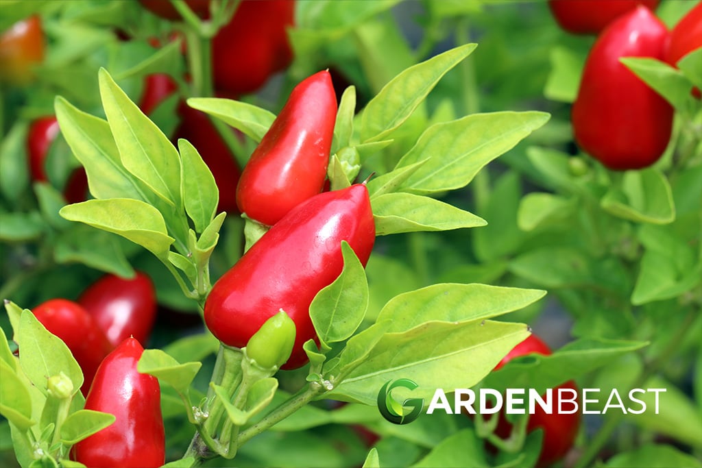 Capsicum Annuum