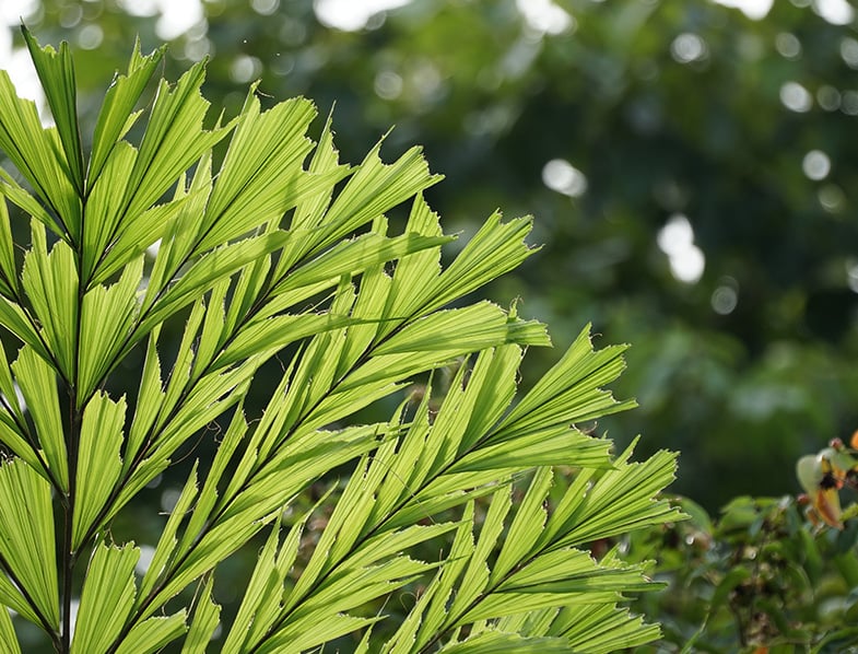 Caryota mitis
