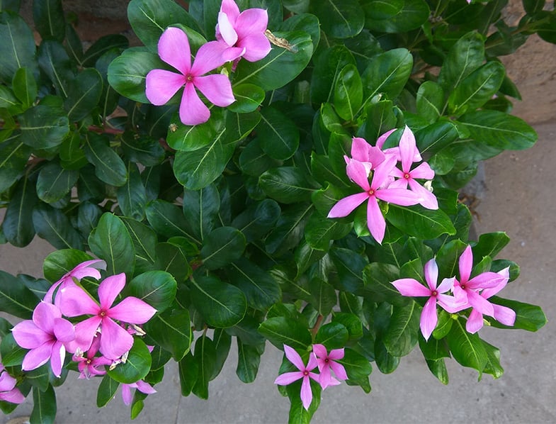 Catharanthus Roseus