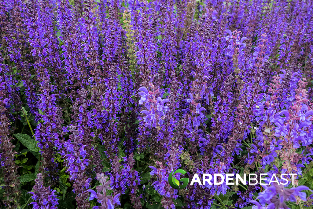 Catmint