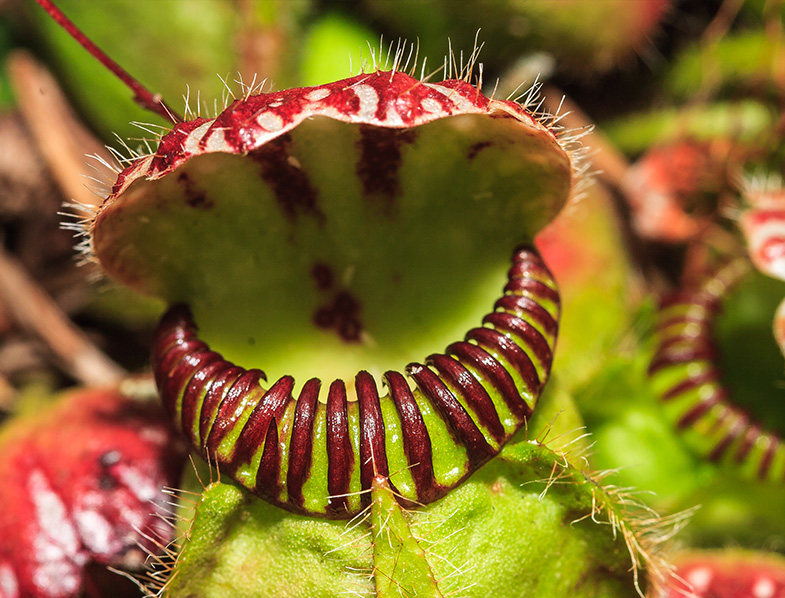 Cephalotus follicularis