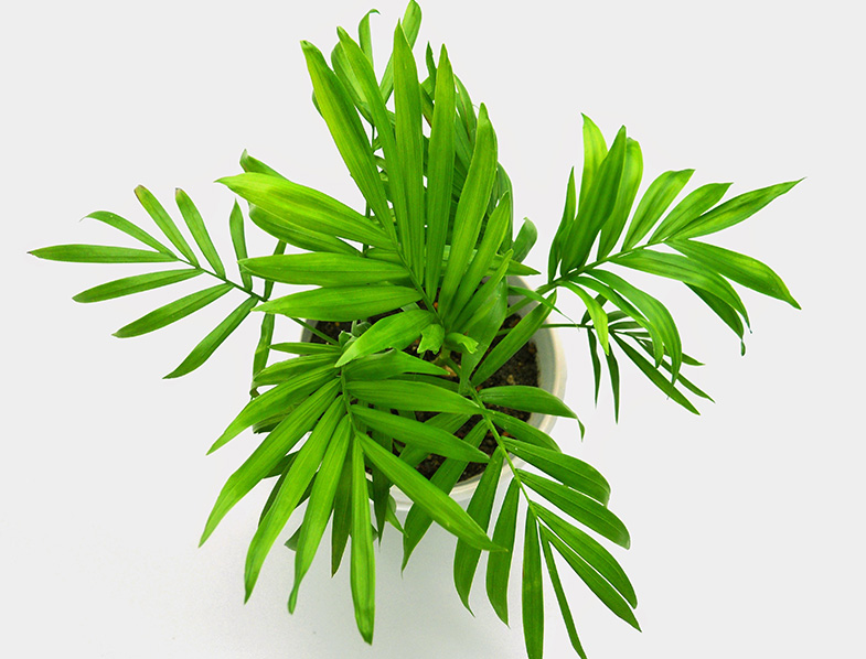 Chamaedorea elegans
