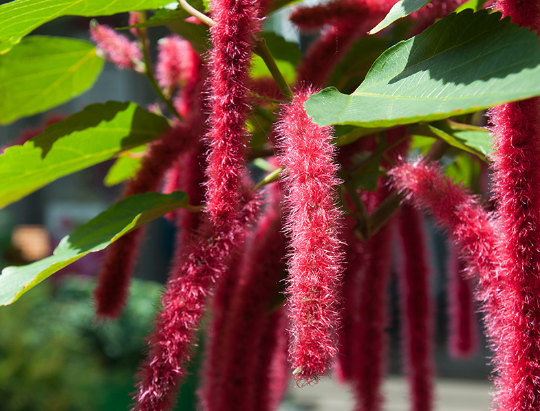 Chenille Plant