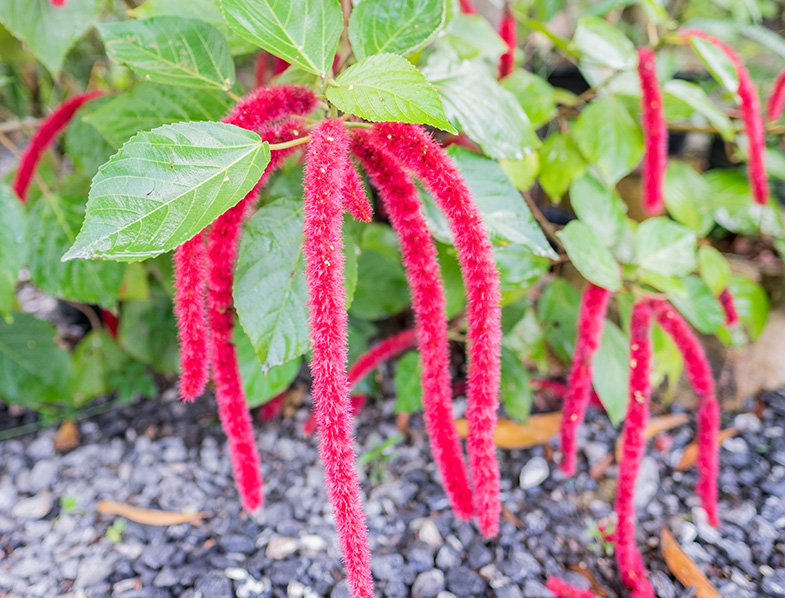 Chenille Plant