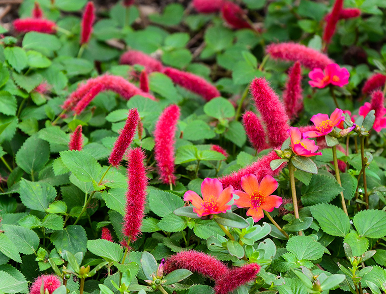 Chenille Plant