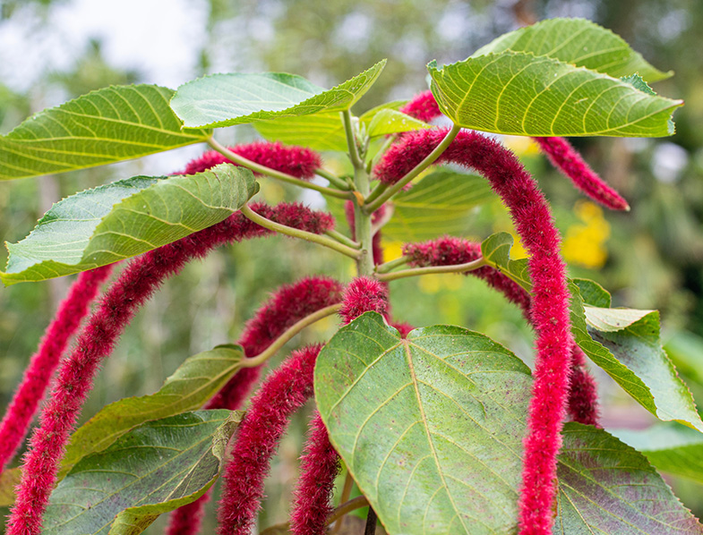 Chenille Plant