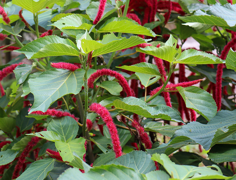 Chenille Plant