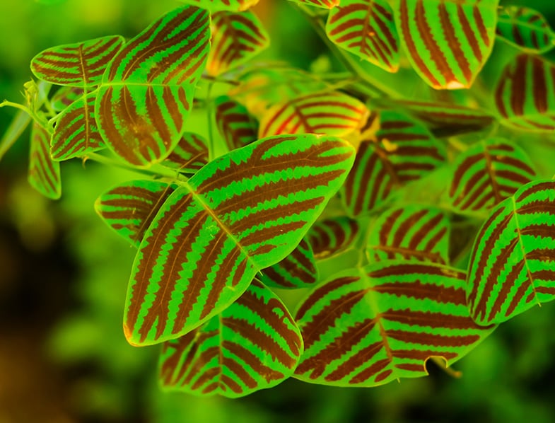 Butterfly plant