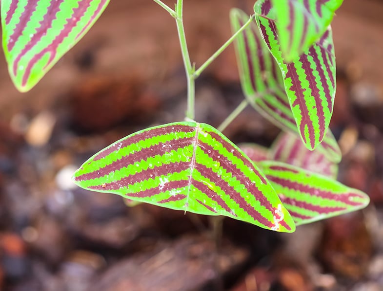 Butterfly plant