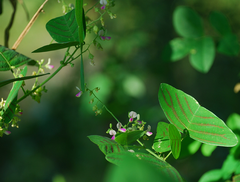 Butterfly plant