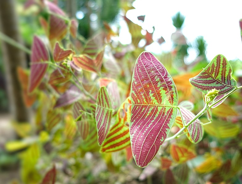 Christia obcordata
