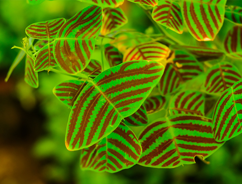 Christia Obcordata
